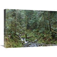 Cascade along Eagle Creek flowing through temperate old growth rainforest, Columbia River Gorge, Oregon-Canvas Art-24"x18"