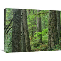 Old growth forest of Western Red Cedar Grove of the Patriarchs, Mount Rainier National Park, Washington-Canvas Art-24"x18"