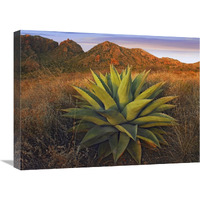 Agave plants and Chisos Mountains seen from Chisos Basin, Big Bend National Park, Chihuahuan Desert, Texas-Canvas Art-24"x18"