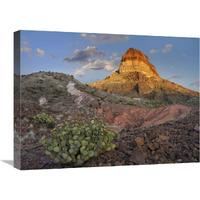 Prickly Pear Cactus at Cerro Castellan, Chihuahuan Desert, Big Bend National Park, Chihuahuan Desert, Texas-Canvas Art-24&quotx18"