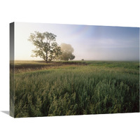 Oak trees shrouded in fog, tallgrass prairie in Flint Hills taken over by invasive Great Brome Grass, Kansas-Canvas Art-24"x18"