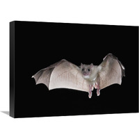 Egyptian Fruit Bat flying, Michigan-Canvas Art-24"x18"