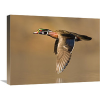 Wood Duck male flying, Lapeer State Game Area, Michigan-Canvas Art-24"x18"