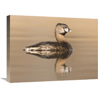 Pied-billed Grebe in breeding plumage, Island Lake Recreation Area, Michigan-Canvas Art-24"x18"