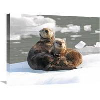 Sea Otter female with pup on ice floe, Prince William Sound, Alaska-Canvas Art-24"x18"