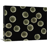 Pollen grains of a Pellitory at 1050x magnification-Canvas Art-24"x20"