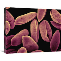 Common Hyacinth (Hyacinthus orientalis) pollen at 700x magnification-Canvas Art-24"x20"