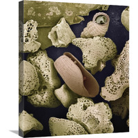 Foraminiferans, molluscs and other bryozoans found on beach in Formentera, Balearic Islands, Spain-Canvas Art-20"x24"