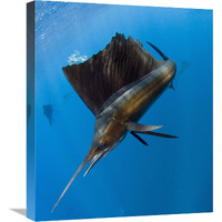 Atlantic Sailfish hunting Round Sardinella, Isla Mujeres, Mexico-Canvas Art-18.7"x22"