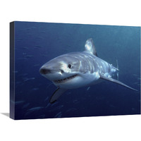 Great White Shark, Neptune Islands, Australia-Canvas Art-24"x18"