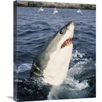 Great White Shark at surface, Neptune Islands, Australia-Canvas Art-20&quotx24"