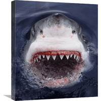 Great White Shark at surface, Cape Province, South Africa-Canvas Art-18.92"x22"