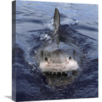 Great White Shark at surface, Cape Province, South Africa-Canvas Art-18.7&quotx22"