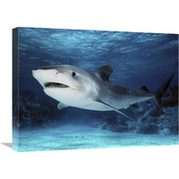 Tiger Shark, Great Barrier Reef, Australia. Digitally modified.-Canvas Art-24"x18"