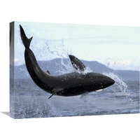 Great White Shark leaping out of water to catch seal, False Bay, South Africa-Canvas Art-24&quotx18"