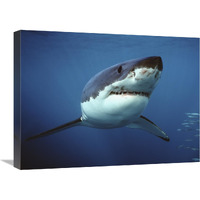 Great White Shark swimming underwater, Neptune Islands, Australia. Digitally enhanced-Canvas Art-24"x18"