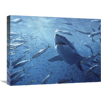 Great White Shark with schooling fish, Neptune Islands, Australia. Digitally enhanced.-Canvas Art-24&quotx18"