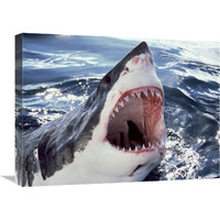 Great White Shark at surface with open mouth, Neptune Islands, Australia. Digitally enhanced.-Canvas Art-24&quotx18"