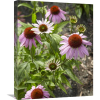 Coneflower flowers-Canvas Art-20"x24"