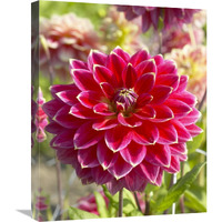 Dahlia optimist variety flower-Canvas Art-20"x24"