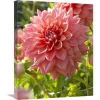 Dahlia beverly fly variety flower-Canvas Art-20&quotx24"