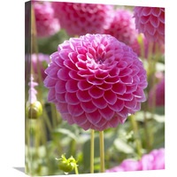 Dahlia linda"s baby variety flower-Canvas Art-20"x24"