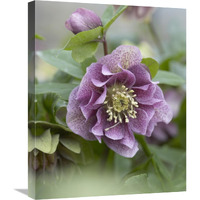 Hellebore double spotted purple variety flower-Canvas Art-20"x24"