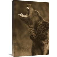 Grizzly Bear calling, North America - Sepia-Canvas Art-18"x24"