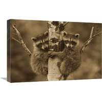 Raccoon two babies climbing tree, North America - Sepia-Canvas Art-24&quotx18"