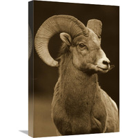 Bighorn Sheep male portrait, Banff National Park, Alberta, Canada - Sepia-Canvas Art-18"x24"