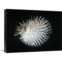 Long-spine Porcupinefish in defense posture, North America-Canvas Art-24"x18"