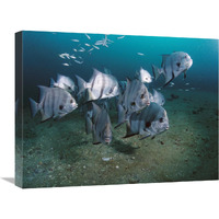 Atlantic Spadefish school, Gray&quots Reef NMS, Georgia-Canvas Art-24&quotx18"