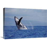 Humpback Whale breaching, Maui, Hawaii-Canvas Art-24"x18"