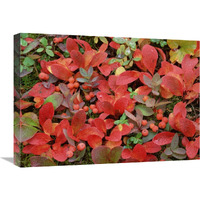 Bearberry on forest floor in autumn, Yukon Territory, Canada-Canvas Art-24&quotx18"