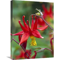 Wild Columbine with drops of dew, North America-Canvas Art-18"x24"