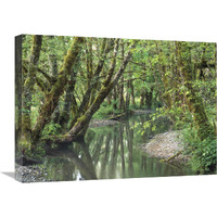 Red Alder trees with moss, Hoh Rainforest, Olympic NP, Washington-Canvas Art-24&quotx18"