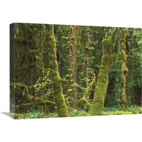 Maple glade, Quinault Temperate Rainforest, Olympic NP, Washington-Canvas Art-24&quotx18"