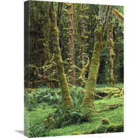 Maple glade, Quinault Rain Forest, Olympic NP, Washington-Canvas Art-18"x24"