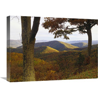 Autumn forest at Brown Mountain, Shenandoah National Park, Virginia-Canvas Art-24"x18"