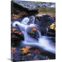 Autumn leaves in Little River, Great Smoky Mountains NP Tennessee-Canvas Art-18"x24"