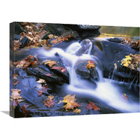 Autumn leaves in Little River, Great Smoky Mountains NP, Tennessee-Canvas Art-24"x18"