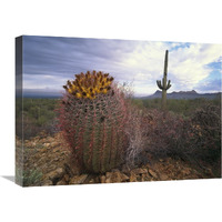 Saguaro and Giant Barrel Cactus with Panther and Safford Peaks, Arizona-Canvas Art-24"x18"