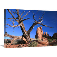 Snag at  Fiery Furnace labyrinth, Arches National Park, Utah-Canvas Art-24"x18"