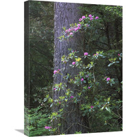 Coast Redwood trunk and Pacific Rhododendron, Redwood NP, California-Canvas Art-18"x24"