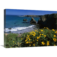 California Poppies on coastal cliff, Jughandle State Reserve, California-Canvas Art-24"x18"