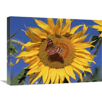 Painted Lady butterfly on sunflower, New Mexico-Canvas Art-24"x18"