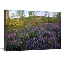 Lupine in meadow at West Beach, Indiana Dunes National Lakeshore, Indiana-Canvas Art-24"x18"