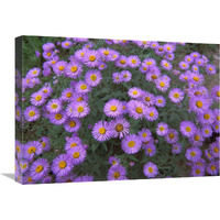 Smooth Aster plant in full summer bloom, Colorado-Canvas Art-24"x18"