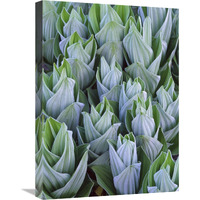 False Hellebore with frost, Gothic, Colorado-Canvas Art-18&quotx24"