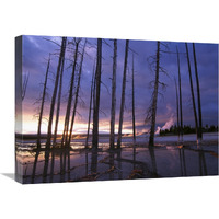 Dead trees in Lower Geyser Basin at sunset, Yellowstone NP, Wyoming-Canvas Art-24"x18"